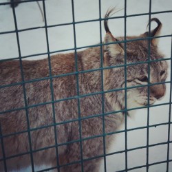 #Lynx / #Izhevsk #Zoo #Animals  January 4, 2014  #Рысь #кошки