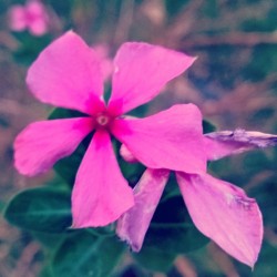 #Random #Flower #Beauty