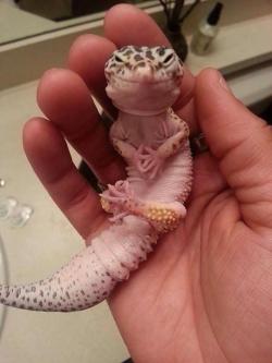 cute-overload:  This leopard gecko looks like he’s just hatched