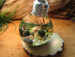 wickedclothes:  Reclaimed Lightbulb Terrarium Inside of this