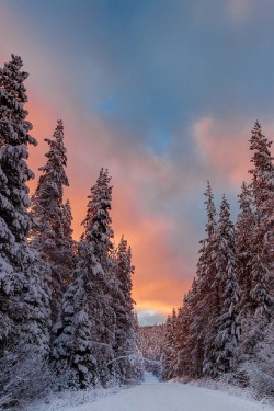 sublim-ature:  Mt. Hood National Forest, OregonMitch Schreiber