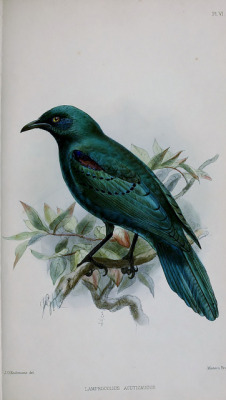 wapiti3:  (Lamprocolius Acuticaudus) Ornithology Angola. Published