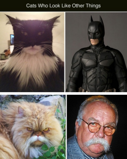 tastefullyoffensive:  Cats Who Look Like Other Things [boredpands]Previously: Dogs