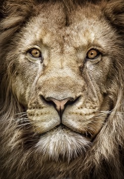 beautiful-wildlife:  Portrait of the king of the jungle by David