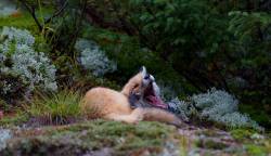 everythingfox:  *yaawwnns in fox* Photo by  Jim Cumming   