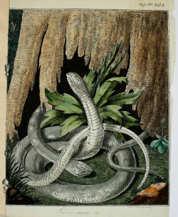 scientificillustration:  The Hoary Viper (Coluber canus) by