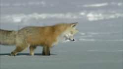 nubbsgalore:  red fox on the hunt in yellowstone. just beneath