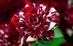 birii23:  A tiger striped rose This is the coolest thing I’ve