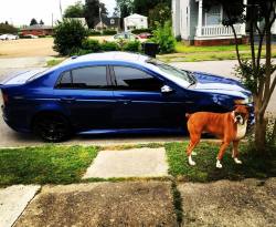 Areas the boxer, ready for his Sunday drive… #boxer #boxer_buddy