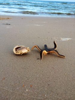 stunningpicture:  A live starfish on the beach!