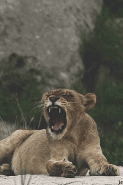 excuzed:  Lion female yawning.