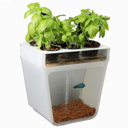 estimfalos:  The Home Aquaponics Self-Cleaning Fish Tank features