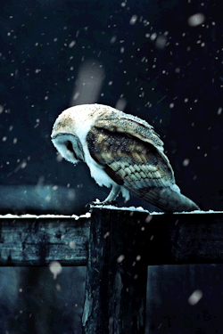 totesyourmate:  Snow Owl - Gif by TotesYourMate