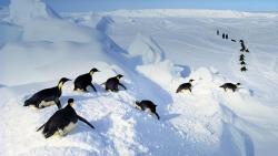 greeneyedsouls:  Penguins Sliding Emperor penguins belly-flopping