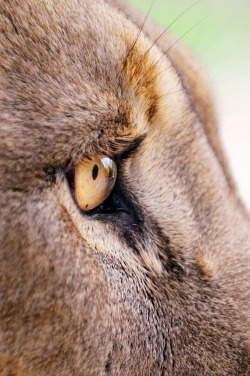 kingdom-of-the-cats:  The eye of the lion II (by Tambako the