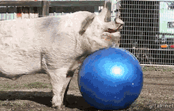 gifaknet:  video:   Poor Pig Pops His New Ball   