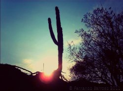 fernandobarrosoalcala:  amanecer cactus#cactus #amanecer #sunrise