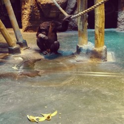 #Chimpanzee (#Monkey #Primate) / #Izhevsk #Zoo #Animals  January