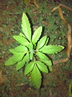 Help is this marijuana??