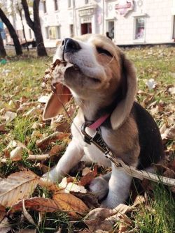 thecutestofthecute:  In honor of Autumn coming soon, here are