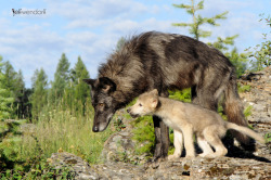 dailywildlifephoto:  Tundra Wolf, Canis lupus tundarum 