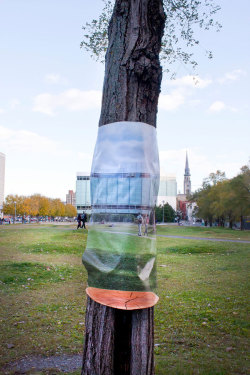 archatlas:  Invisibles Urban trees are often overlooked, they