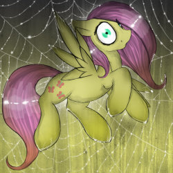datcatwhatcameback:  cocoa-bean-loves-fluttershy:  Flutterbound