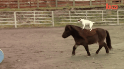 awwww-cute:  A Jack Russell Terrier riding a miniature horse