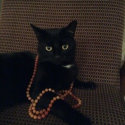 i-justreally-like-cats-okay:  My jewelry is his now.