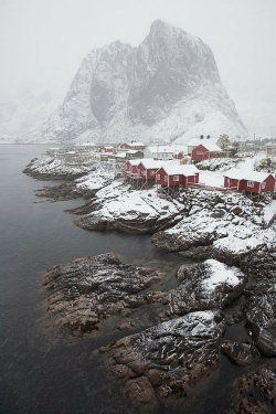 ternpest:  Snowstorm in Hamnøy | Julien Fumard | Lofoten, Norway