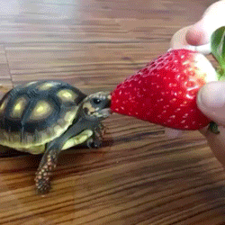 burgerwizard:i could get along with tortoise  love!!!!!!!!!!!!!!!!!!!!!