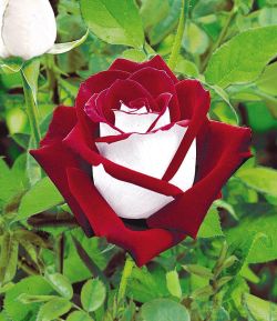 sixpenceee:The Osiria Rose has a exquisite colour combination.