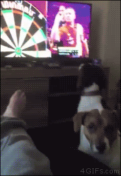 4gifs:  Springer Spaniel tries to fetch the darts thrown on TV.