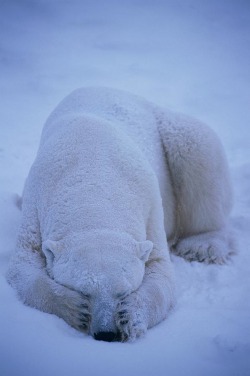 r2–d2:  A Polar Bear Covers His Eyes by (Paul Nicklen)