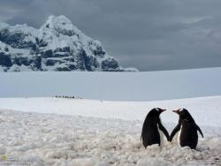 iamgamila:  El amor de los pingüinos es para siempre… y hay todavía quien