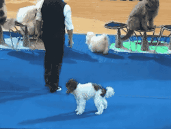 thisisthe-cheerdynasty:  how come a dog has better tumbling than