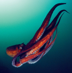 sagansense:   How the Freaky Octopus Can Help us Understand the