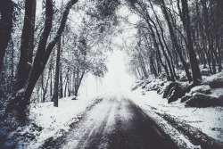 elenamorelli:  { the road and the trees and the snow } 
