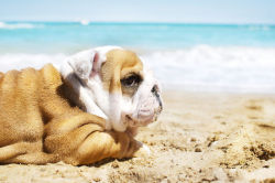  English Bulldog puppy at the sea 