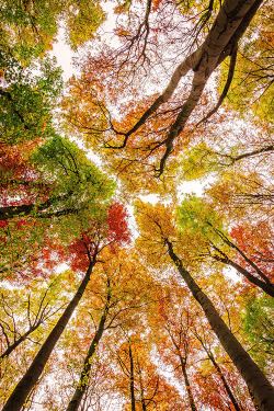 ponderation:  Autumnal Moments # 2 by Heiko Gerlicher