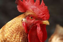 WTF…El pene de los pollos se suicida antes de que nazcan