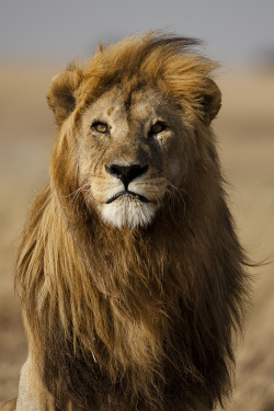 getawildlife:  Lion male with golden mane, Serengeti, Tanzania