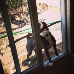 refrigeratorlord:  my dog thinks he can do it  ok …..