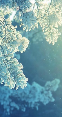 coandaana:  Beautiful winter ❄️⛄️