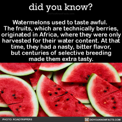 did-you-kno:  Watermelons used to taste awful.  The fruits, which