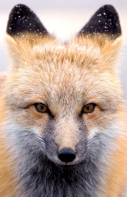 lovemorocoo:  drxgonfly:  Rocky Mountain Fox (by the holdens