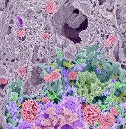 jtotheizzoe:  infinity-imagined:  The interior of a single cell
