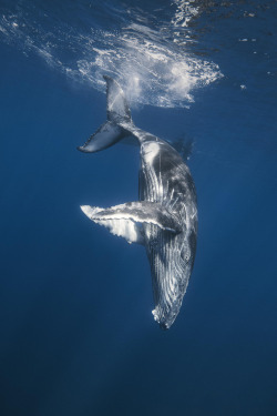 tect0nic:  Baby Humpback whale by Gaby Barathieu via 500px 