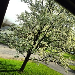 Outside my window….#AtHome #Peaceful #Beautiful