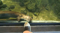 gifsboom:  Otters Chasing Shoes. [video] 
